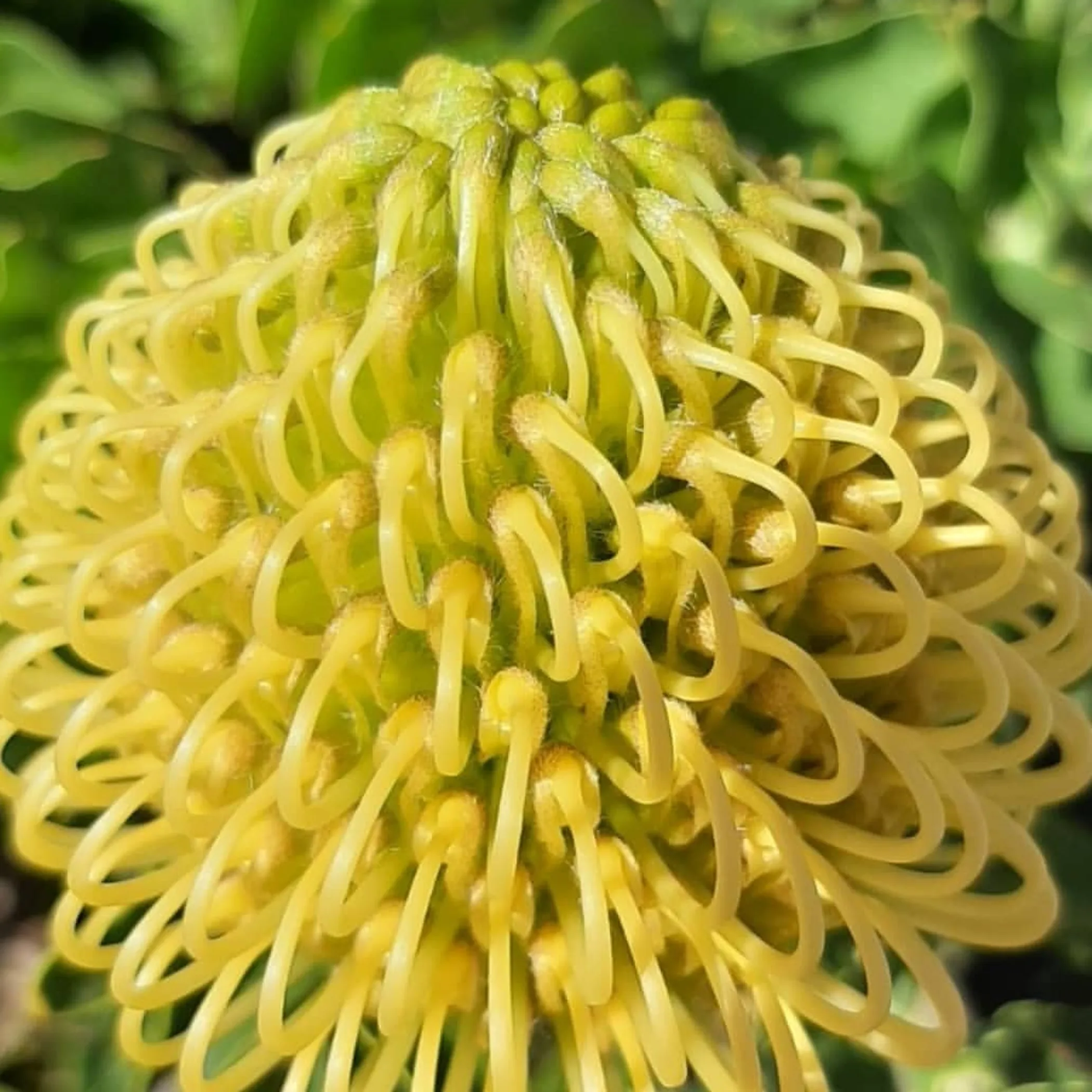 seasonal flower in bloom