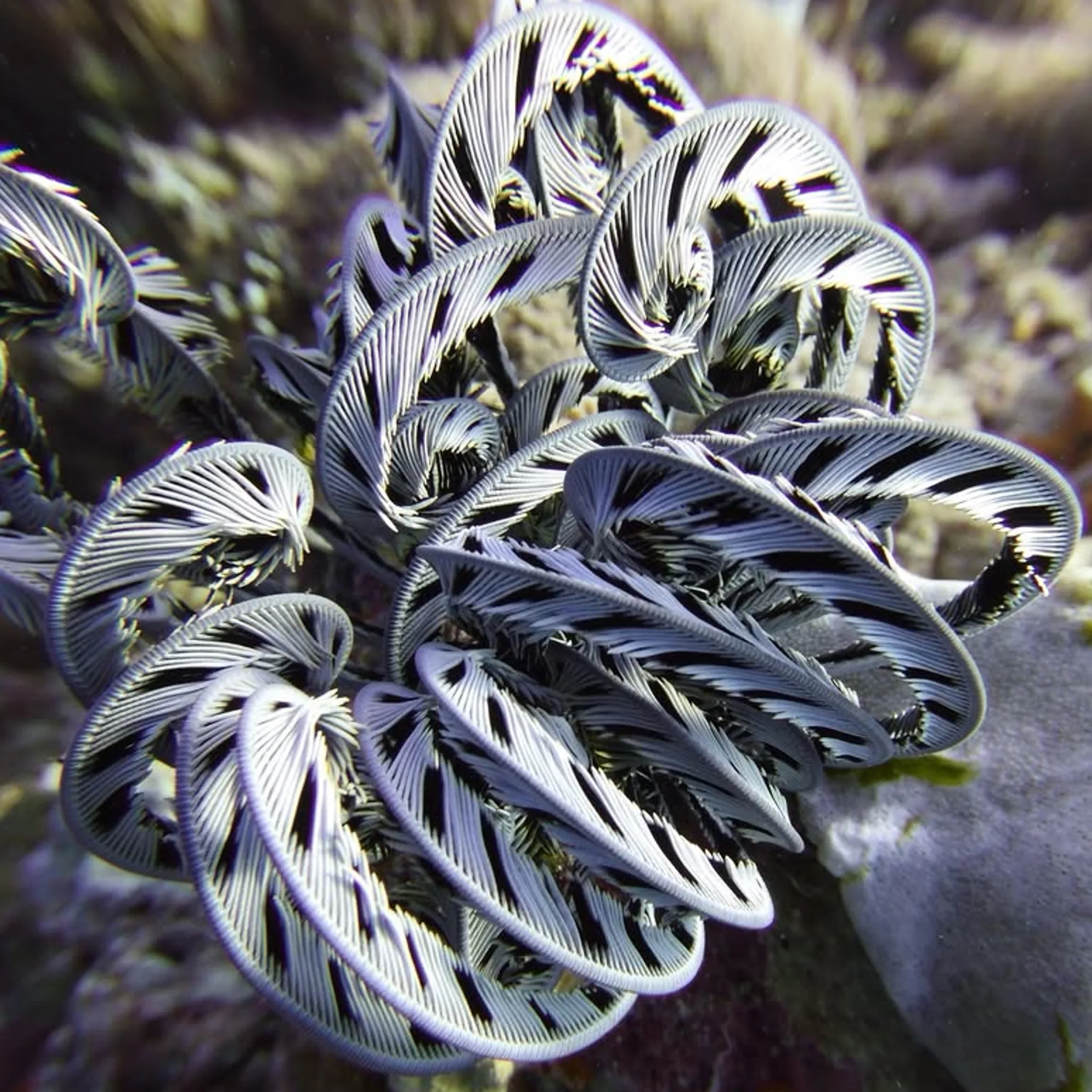 colorful coral reef with fish