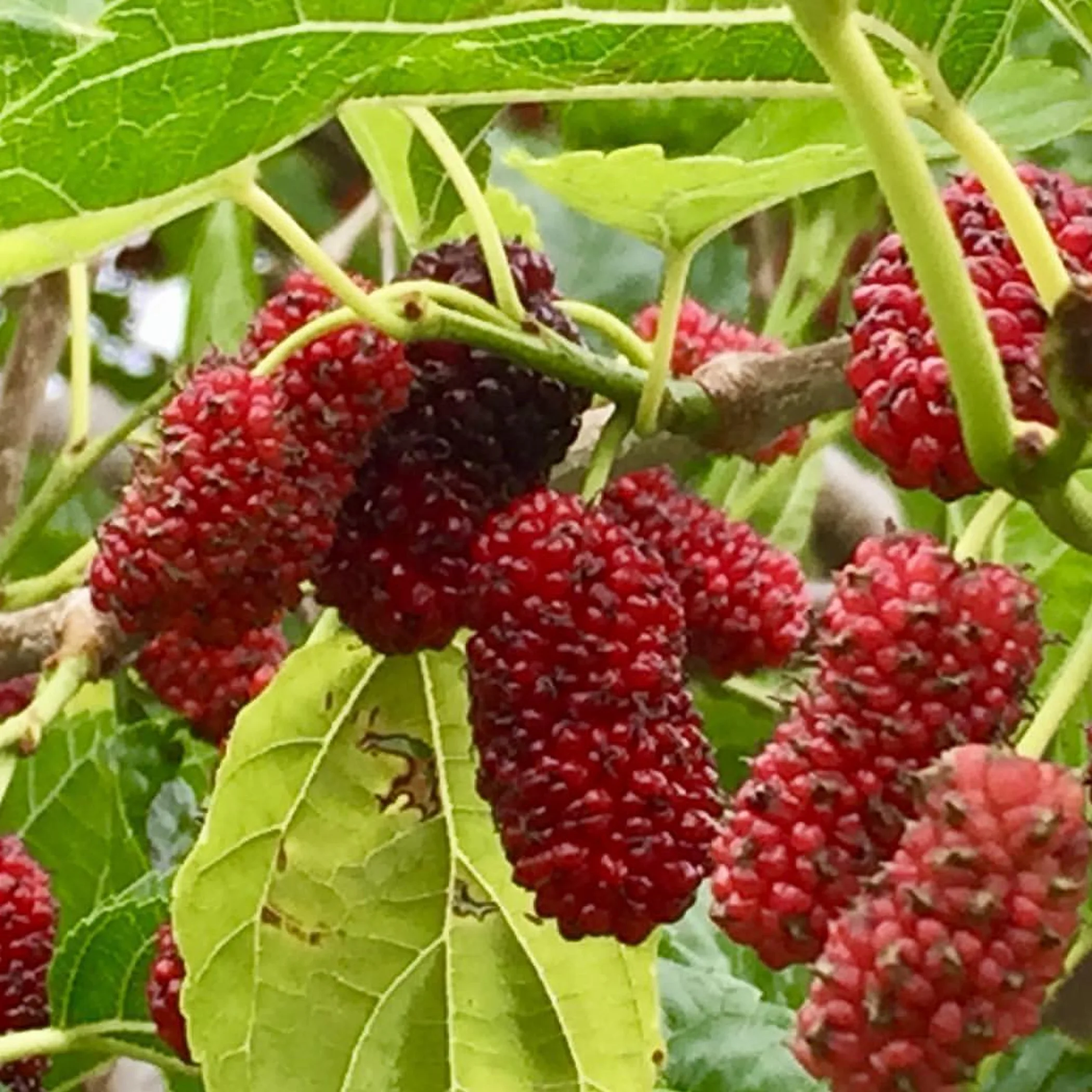 close-up of ripe mulberries on branch