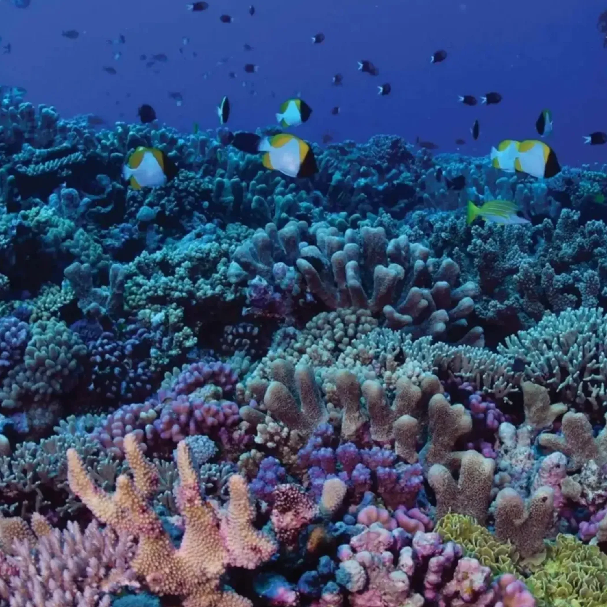 colorful coral reef with fish underwater