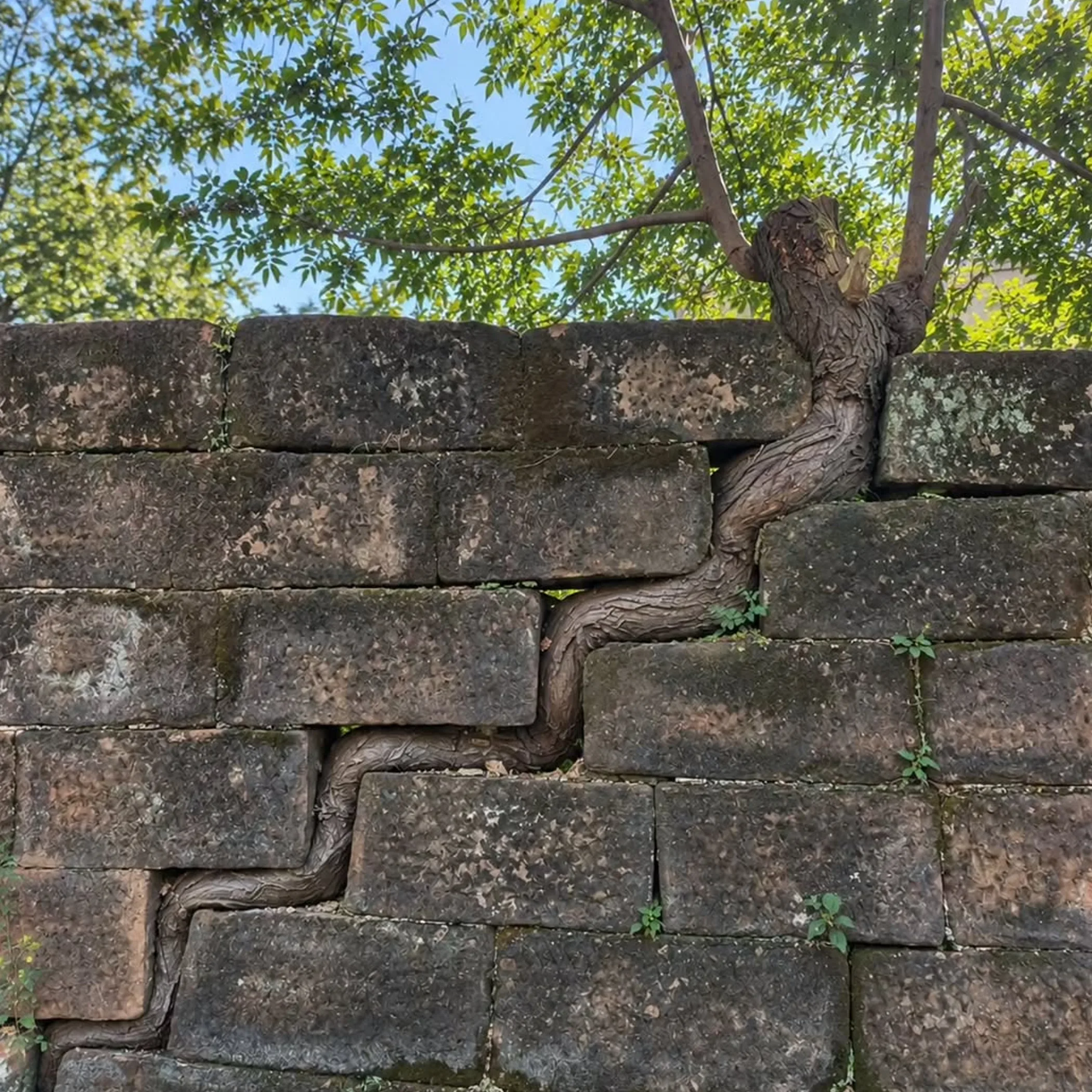 aggressive roots breaking through masonry