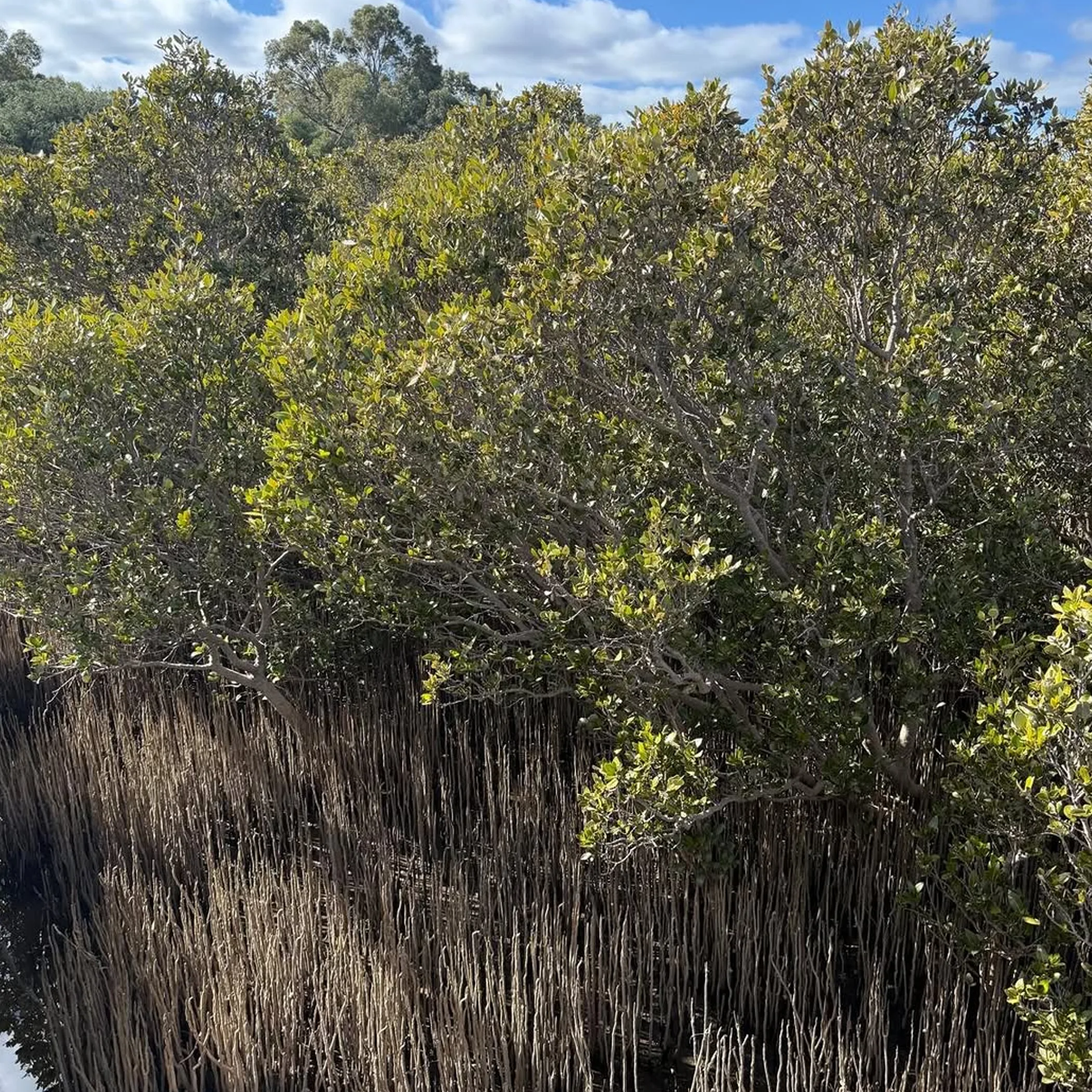 mangrove trees with aggressive exposed roots