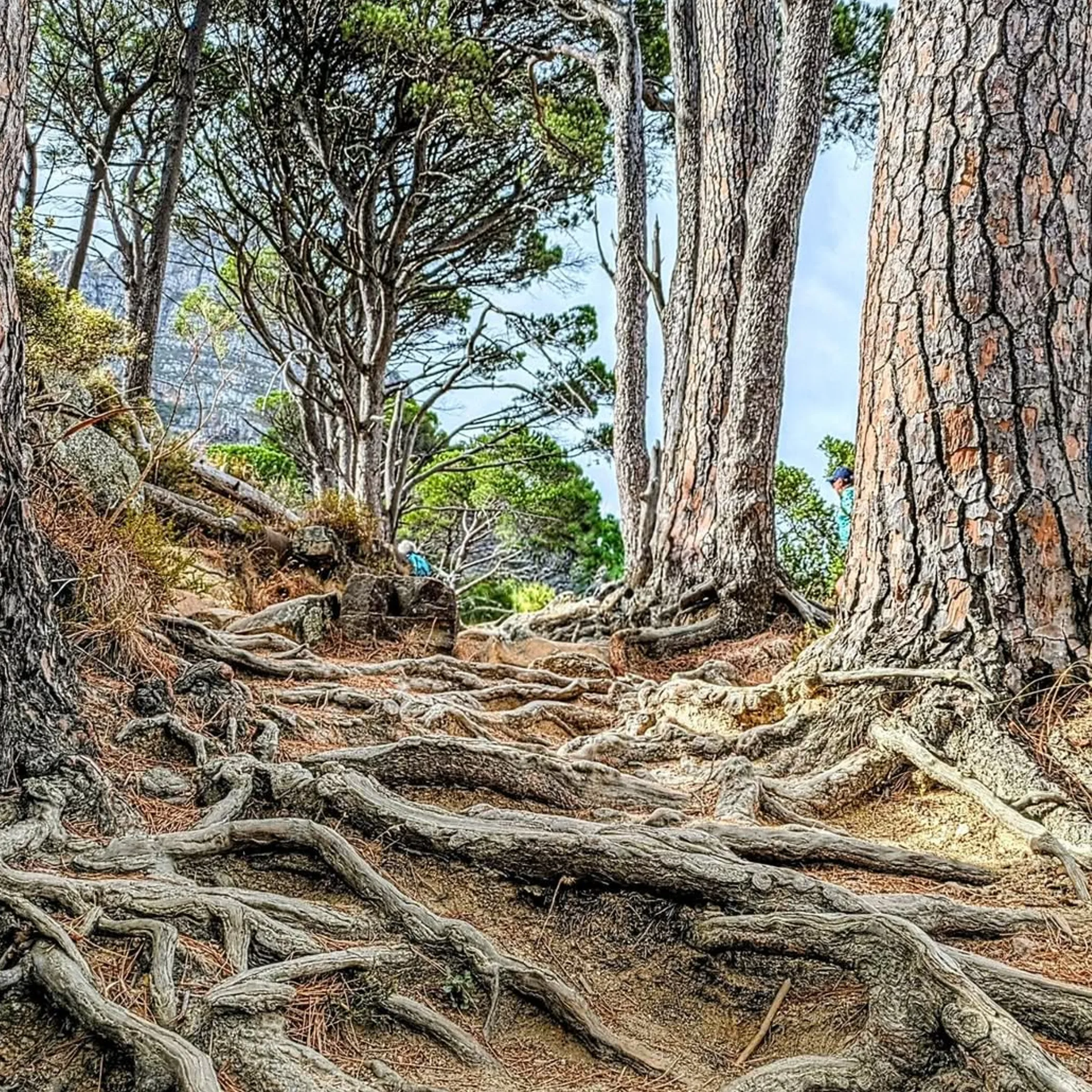 aggressive tree roots near pipes