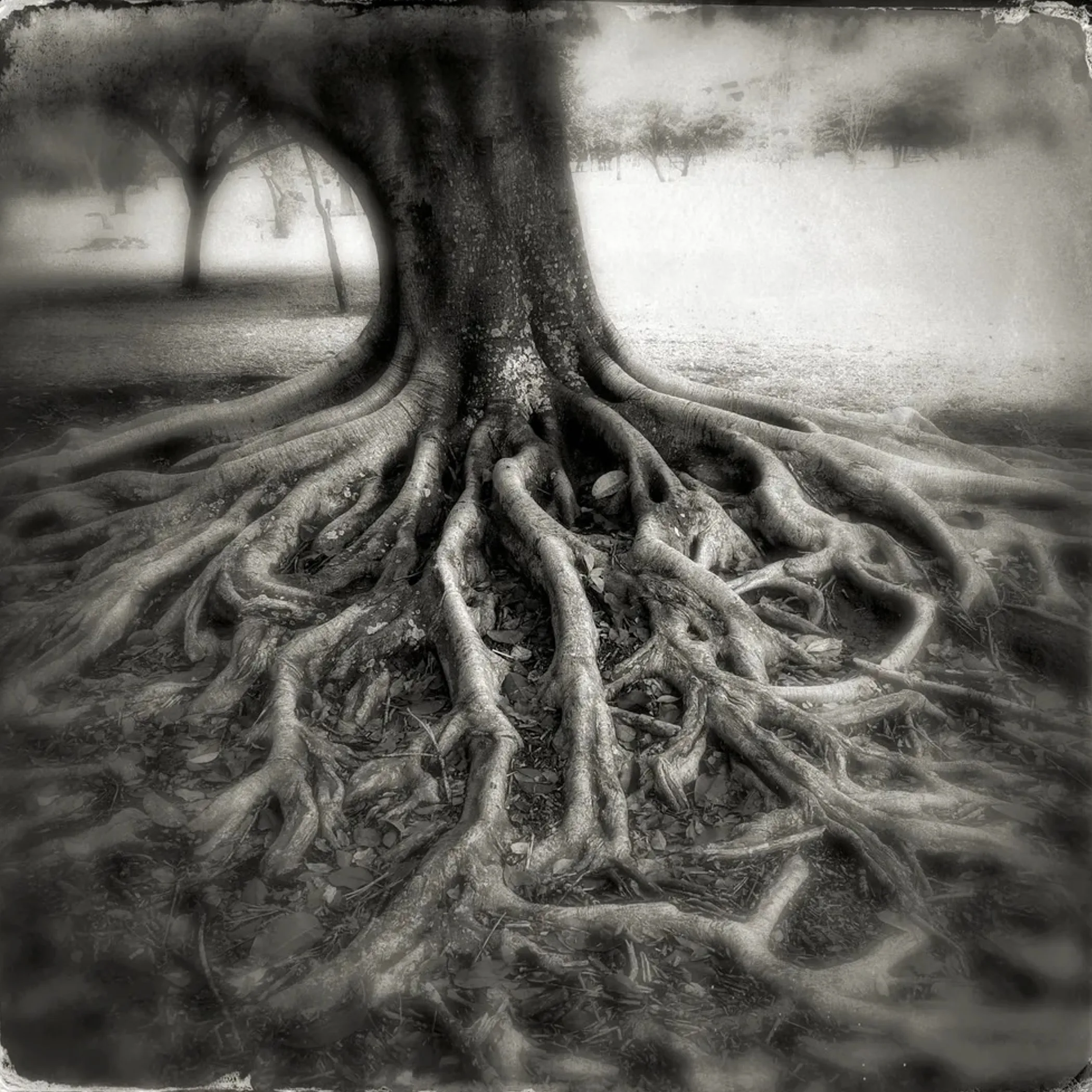 aggressive sprawling roots near sewer pipes