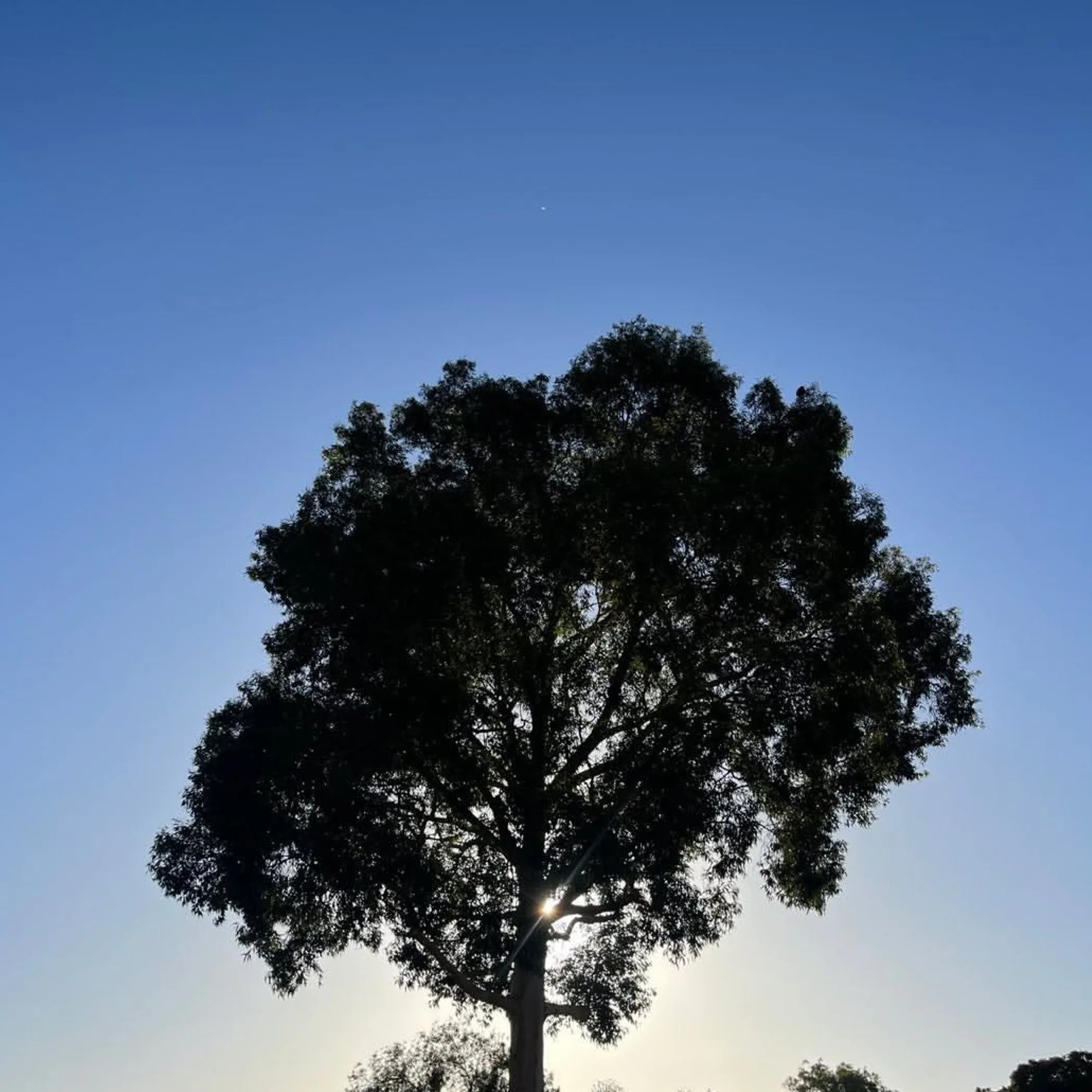 clearly featured tree