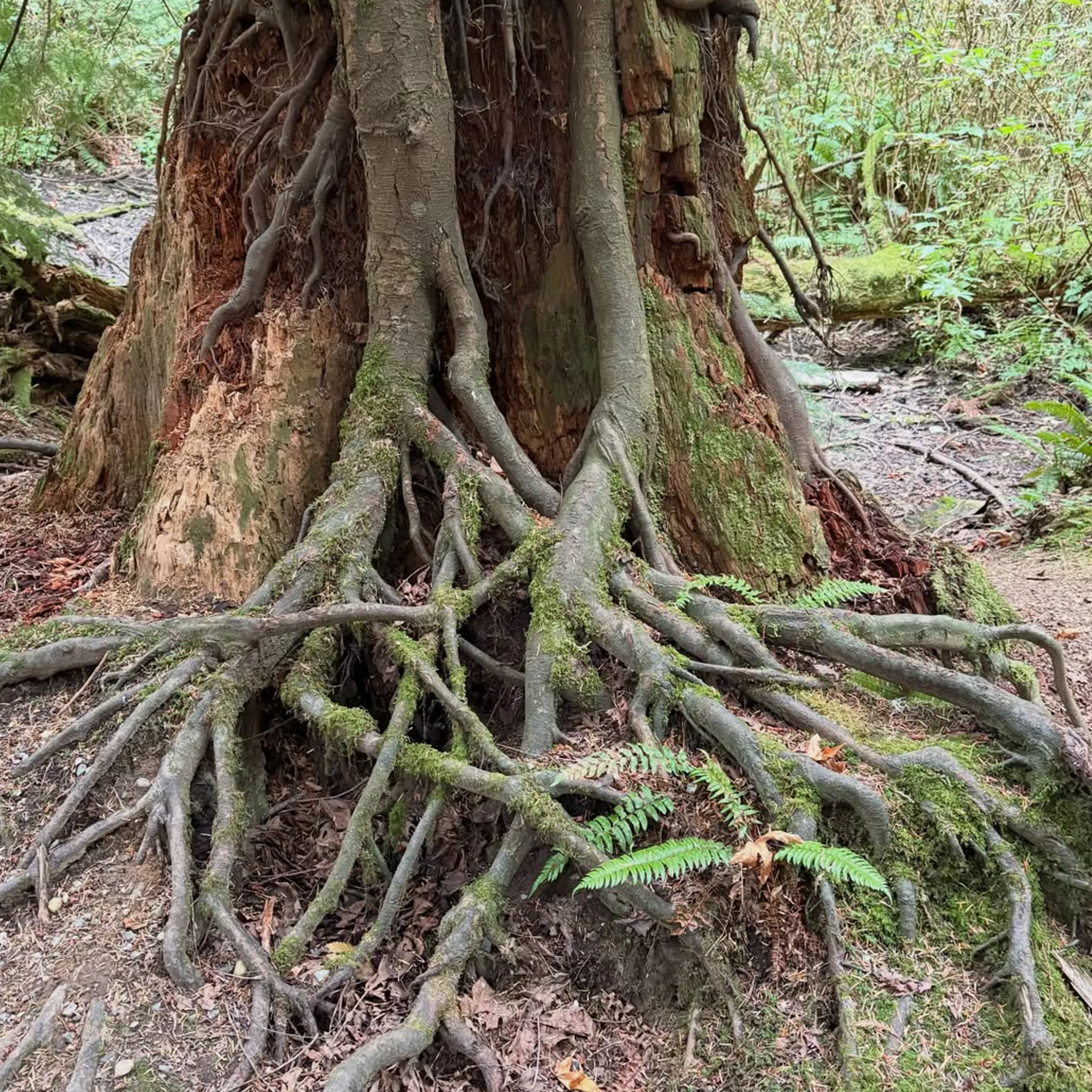 aggressive roots near sewer pipes